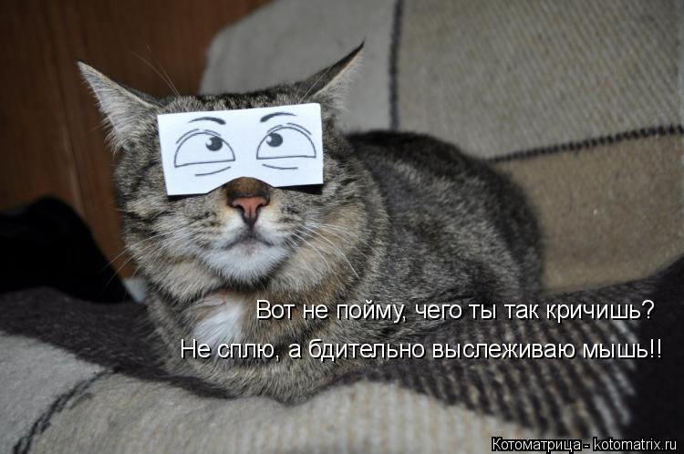 Вот не пойму, чего ты так кричишь? Не сплю, а бдительно выслеживаю мышь!!... Котоматрица: Вот не пойму, чего ты так кричишь? Не сплю, а бдительно выслеживаю мышь!!