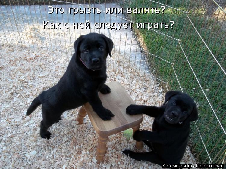Это грызть или валять? Как с ней следует играть?... Котоматрица: Это грызть или валять? Как с ней следует играть?