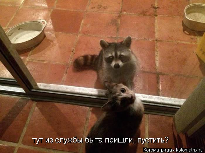 тут из службы быта пришли, пустить?... Котоматрица: тут из службы быта пришли, пустить?
