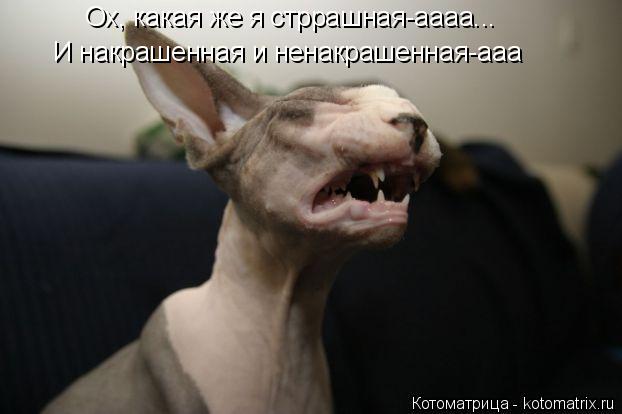 Ох, какая же я стррашная-аааа... И накрашенная и ненакрашенная-ааа... Котоматрица: Ох, какая же я стррашная-аааа... И накрашенная и ненакрашенная-ааа