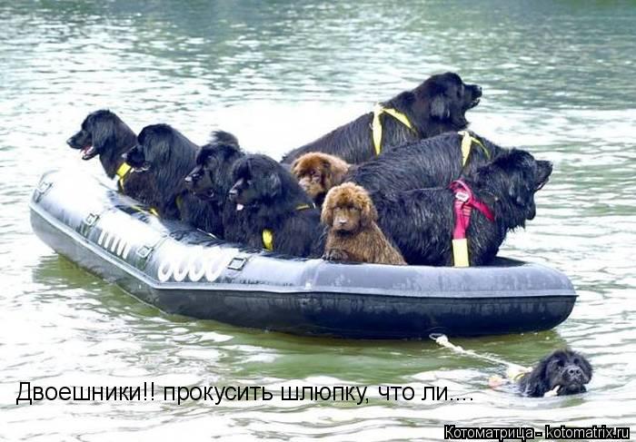 Двоешники!! прокусить шлюпку, что ли....... Котоматрица: Двоешники!! прокусить шлюпку, что ли....