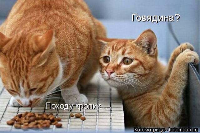Говядина? Походу кролик...... Котоматрица: Говядина? Походу кролик...