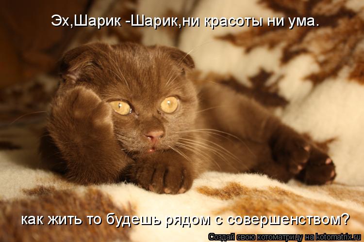 Эх,Шарик -Шарик,ни красоты ни ума. как жить то будешь рядом с совершенством?... Котоматрица: Эх,Шарик -Шарик,ни красоты ни ума. как жить то будешь рядом с совершенством?