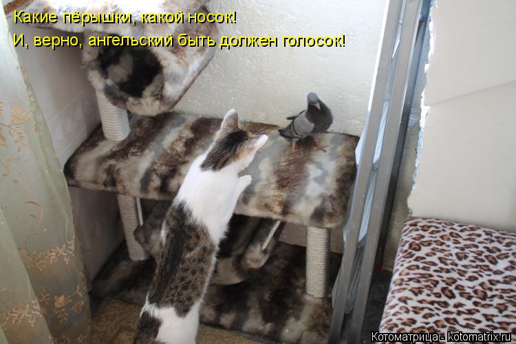 Какие пёрышки, какой носок! И, верно, ангельский быть должен голосок!... Котоматрица: Какие пёрышки, какой носок! И, верно, ангельский быть должен голосок!