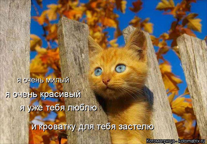 я очень красивый я уже тебя люблю и кроватку для тебя застелю я очень милый... Котоматрица: я очень красивый я уже тебя люблю и кроватку для тебя застелю я очень милый