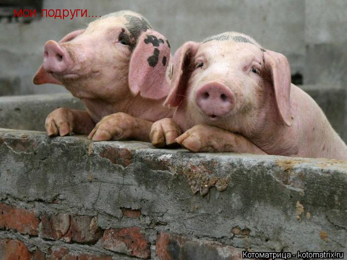 мои подруги....... Котоматрица: мои подруги....