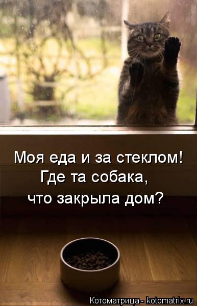 Моя еда и за стеклом! Где та собака, что закрыла дом?... Котоматрица: Моя еда и за стеклом! Где та собака, что закрыла дом?