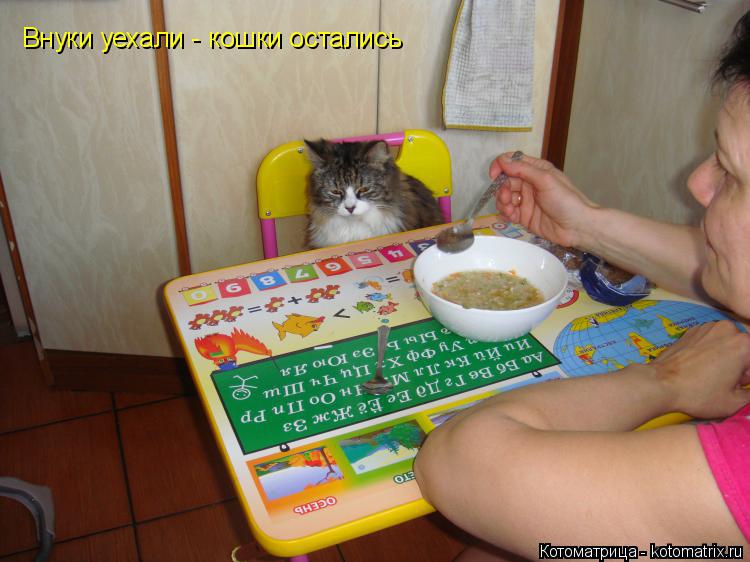 Внуки уехали - кошки остались... Котоматрица: Внуки уехали - кошки остались