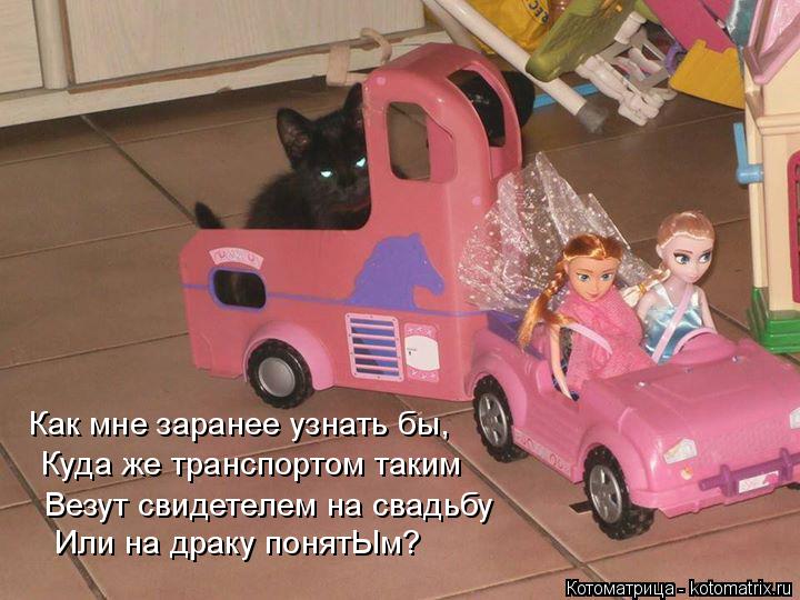 Как мне заранее узнать бы, Куда же транспортом таким Везут свидетелем на свадьбу Или на драку понятЫ... Котоматрица: Как мне заранее узнать бы, Куда же транспортом таким Везут свидетелем на свадьбу Или на драку понятЫм?