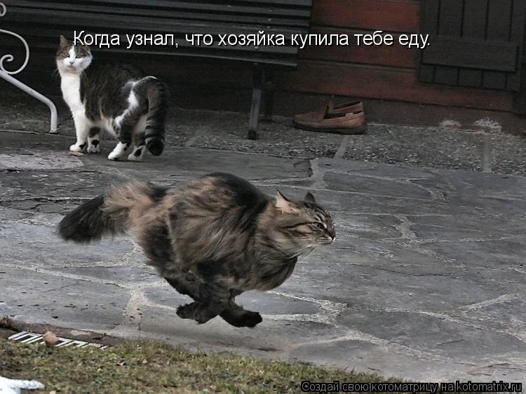 Когда узнал, что хозяйка купила тебе еду.... Котоматрица: Когда узнал, что хозяйка купила тебе еду.