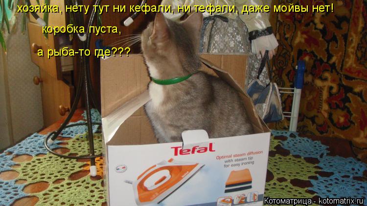 хозяйка, нету тут ни кефали, ни тефали, даже мойвы нет! коробка пуста, а рыба-то где???... Котоматрица: хозяйка, нету тут ни кефали, ни тефали, даже мойвы нет! коробка пуста, а рыба-то где???