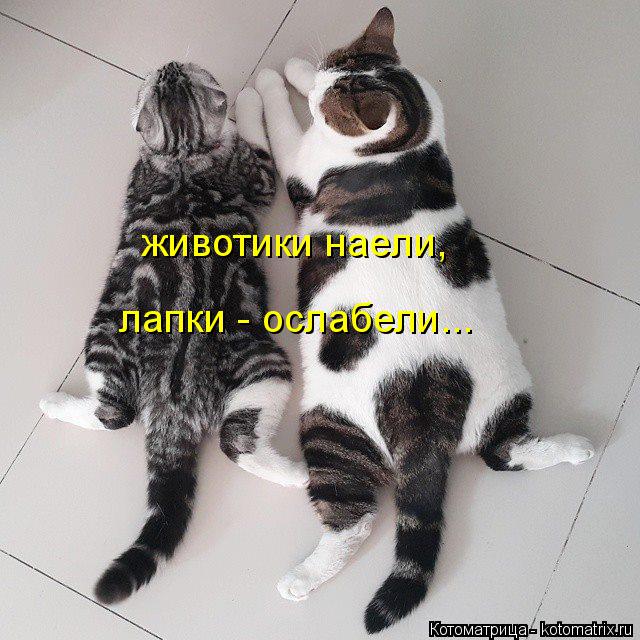 Котоматрица: животики наели, лапки - ослабели...
