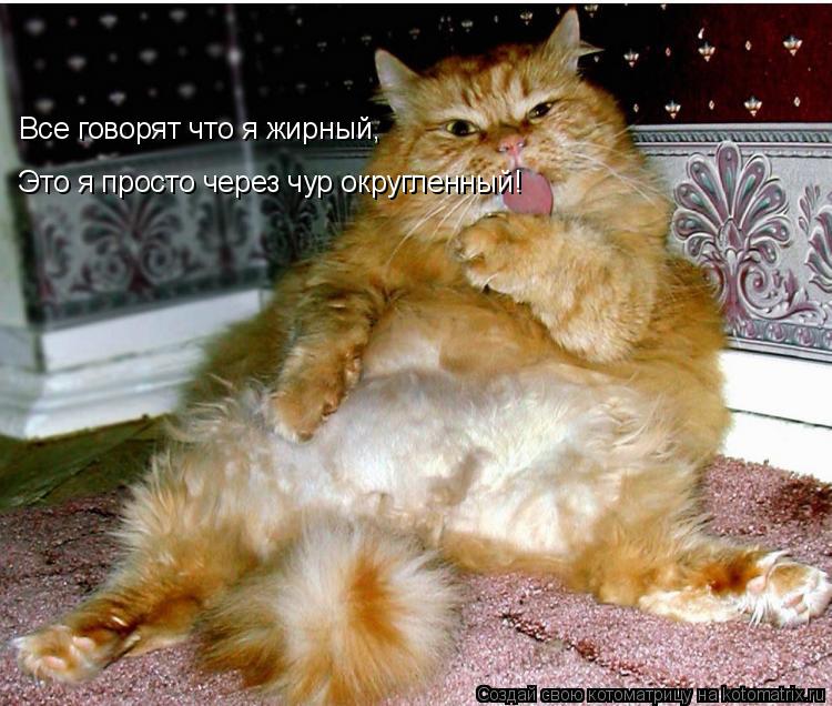 Все говорят что я жирный, Это я просто через чур округленный!... Котоматрица: Все говорят что я жирный, Это я просто через чур округленный!