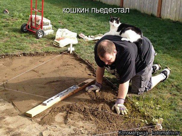 кошкин пьедестал... Котоматрица: кошкин пьедестал