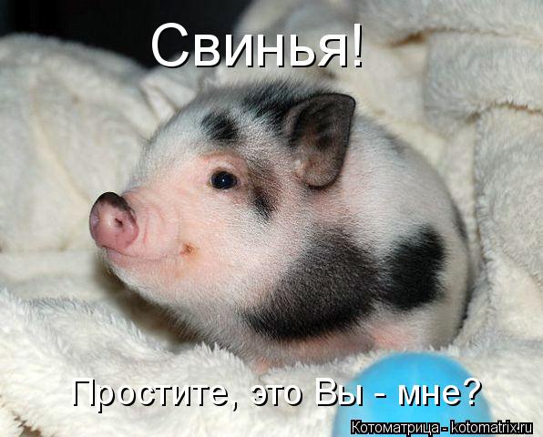 Свинья! Простите, это Вы - мне?... Котоматрица: Свинья! Простите, это Вы - мне?