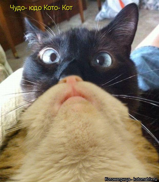 Чудо- юдо Кото- Кот... Котоматрица: Чудо- юдо Кото- Кот