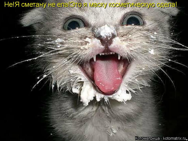 Не!Я сметану не ела!Это я маску косметическую одела!... Котоматрица: Не!Я сметану не ела!Это я маску косметическую одела!