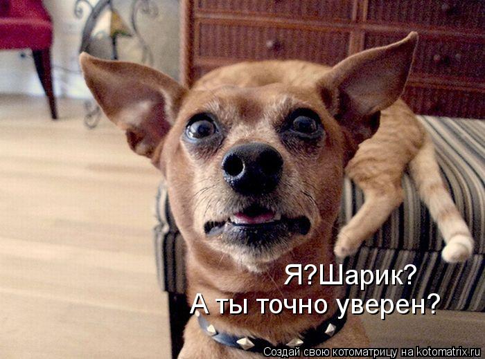 Я?Шарик? А ты точно уверен?... Котоматрица: Я?Шарик? А ты точно уверен?