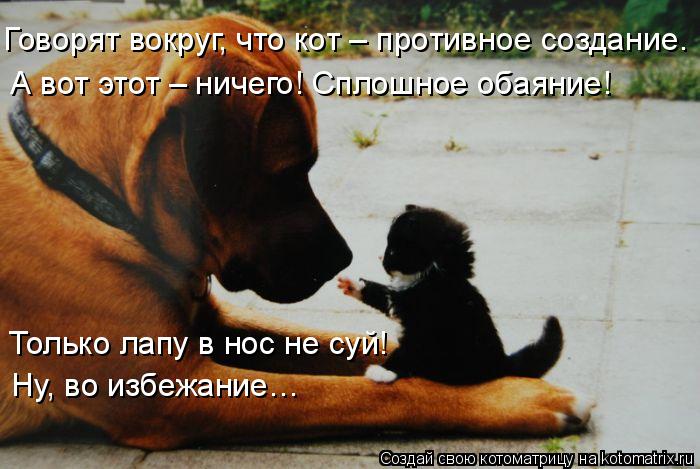 Говорят вокруг, что кот – противное создание. А вот этот – ничего! Сплошное обаяние! Только лапу в но... Котоматрица: Говорят вокруг, что кот – противное создание. А вот этот – ничего! Сплошное обаяние! Только лапу в нос не суй! Ну, во избежание…
