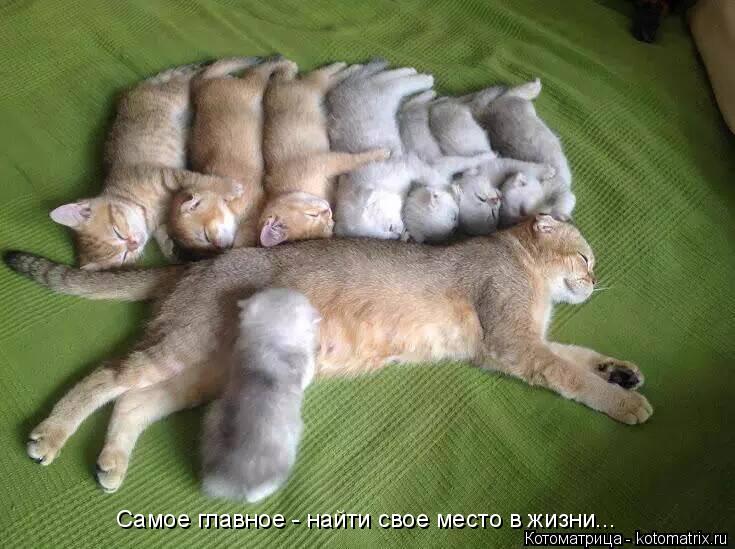 Самое главное - найти свое место в жизни...... Котоматрица: Самое главное - найти свое место в жизни...