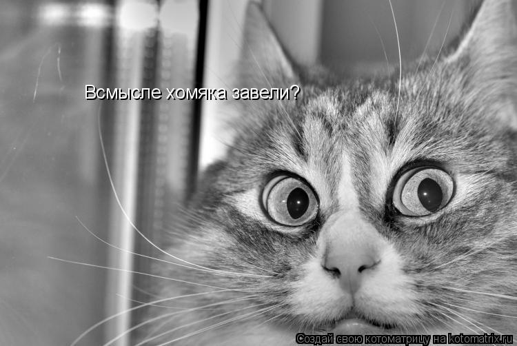 Всмысле хомяка завели?... Котоматрица: Всмысле хомяка завели?