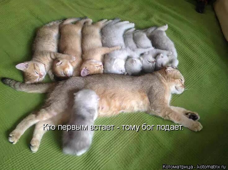 Кто первым встает - тому бог подает.... Котоматрица: Кто первым встает - тому бог подает.