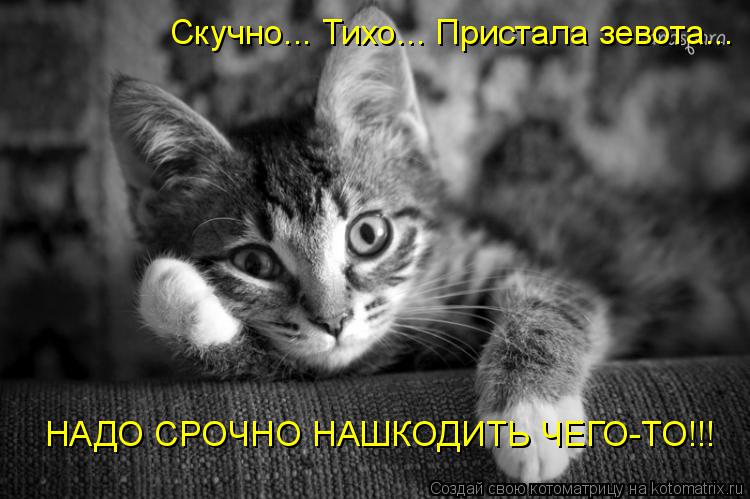 НАДО СРОЧНО НАШКОДИТЬ ЧЕГО-ТО!!! Скучно... Тихо... Пристала зевота...... Котоматрица: НАДО СРОЧНО НАШКОДИТЬ ЧЕГО-ТО!!! Скучно... Тихо... Пристала зевота...