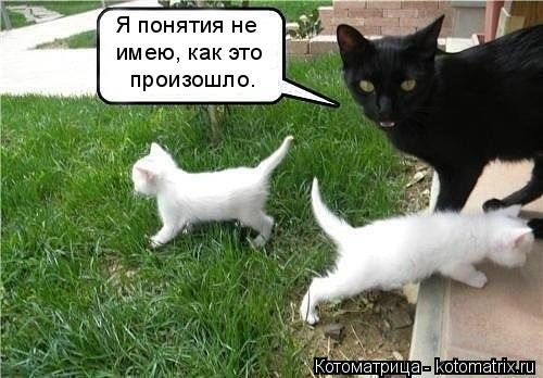 Я понятия не имею, как это произошло.... Котоматрица: Я понятия не имею, как это произошло.