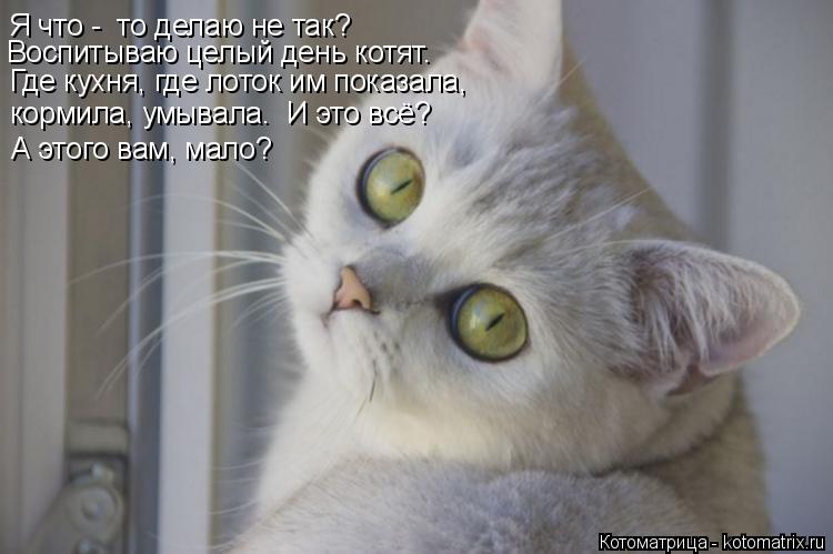 Я что - то делаю не так? Где кухня, где лоток им показала, Воспитываю целый день котят. кормила, умы... Котоматрица: Я что - то делаю не так? Где кухня, где лоток им показала, Воспитываю целый день котят. кормила, умывала. И это всё? А этого вам, мало?