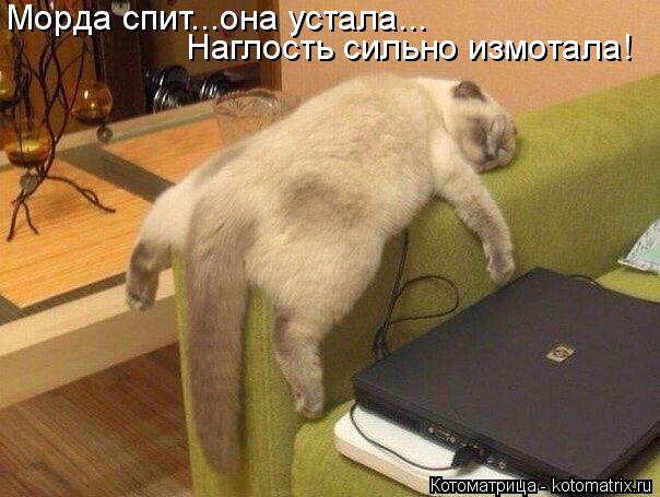 Морда спит...она устала... Наглость сильно измотала!... Котоматрица: Морда спит...она устала... Наглость сильно измотала!