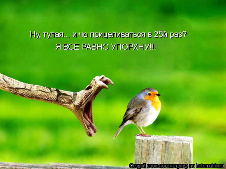 Котоматрица: Ну, тупая... и чо прицеливаться в 25й раз? Я ВСЕ РАВНО УПОРХНУ!!!