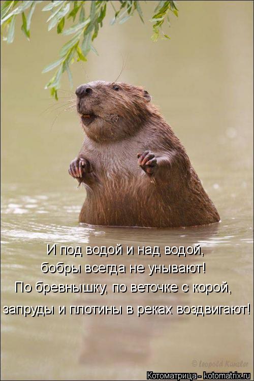 И под водой и над водой, бобры всегда не унывают! По бревнышку, по веточке с корой, запруды и плотины... Котоматрица: И под водой и над водой, бобры всегда не унывают! По бревнышку, по веточке с корой, запруды и плотины в реках воздвигают!