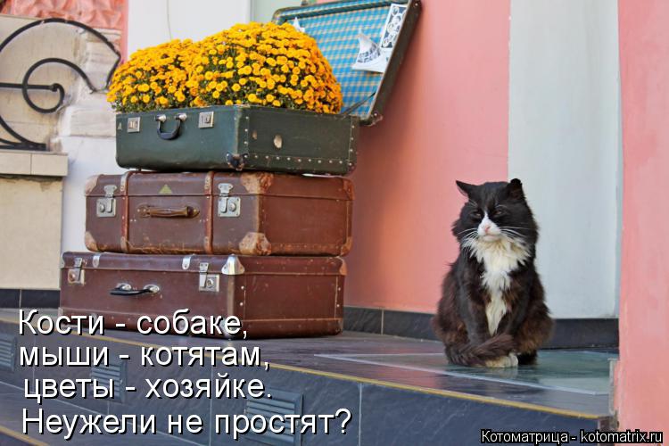 Кости - собаке, мыши - котятам, цветы - хозяйке. Неужели не простят?... Котоматрица: Кости - собаке, мыши - котятам, цветы - хозяйке. Неужели не простят?
