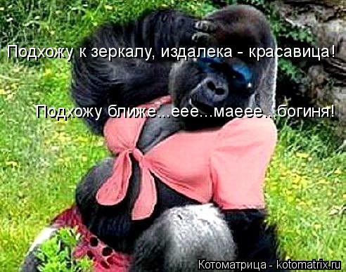 Подхожу к зеркалу, издалека - красавица! Подхожу ближе...еее...маеее...богиня!... Котоматрица: Подхожу к зеркалу, издалека - красавица! Подхожу ближе...еее...маеее...богиня!