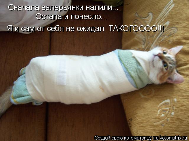 Котоматрица: Сначала валерьянки налили... Остапа и понесло... Я и сам от себя не ожидал  ТАКОГОООО!!!
