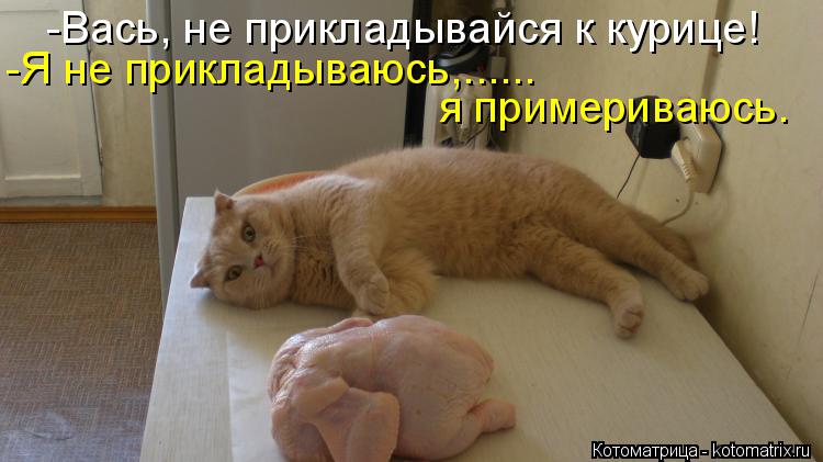 -Вась, не прикладывайся к курице! -Я не прикладываюсь,...... я примериваюсь.... Котоматрица: -Вась, не прикладывайся к курице! -Я не прикладываюсь,...... я примериваюсь.