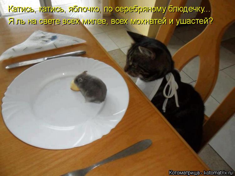Катись, катись, яблочко, по серебряному блюдечку... Я ль на свете всех милее, всех мохнатей и ушастей... Котоматрица: Катись, катись, яблочко, по серебряному блюдечку... Я ль на свете всех милее, всех мохнатей и ушастей?