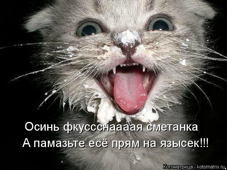 Котоматрица: Осинь фкуссснаааая сметанка А памазьте есё прям на язысек!!!