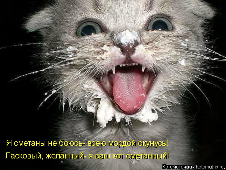 Я сметаны не боюсь- всею мордой окунусь! Ласковый, желанный- я ваш кот сметанный!... Котоматрица: Я сметаны не боюсь- всею мордой окунусь! Ласковый, желанный- я ваш кот сметанный!