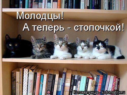 Молодцы! А теперь - стопочкой!... Котоматрица: Молодцы! А теперь - стопочкой!