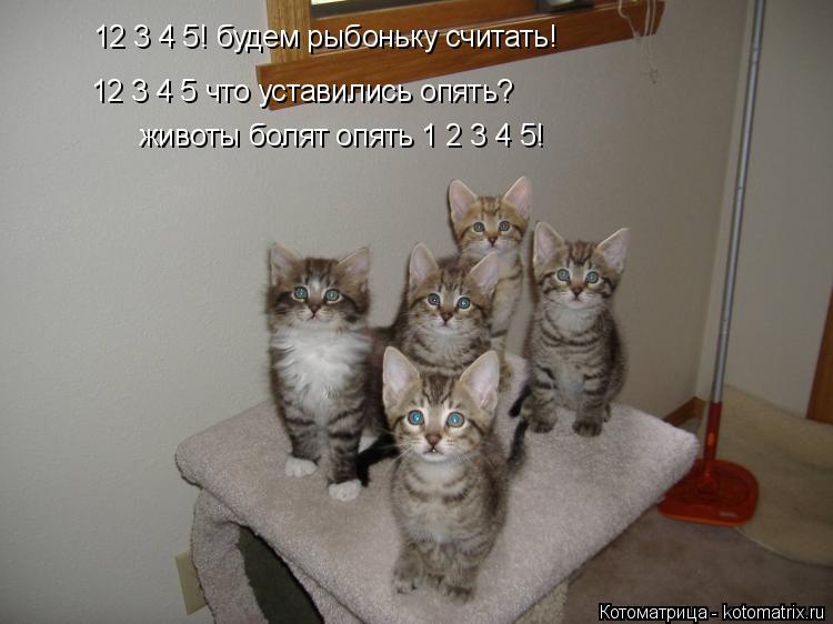 12 3 4 5! будем рыбоньку считать! 12 3 4 5 что уставились опять? животы болят опять 1 2 3 4 5!... Котоматрица: 12 3 4 5! будем рыбоньку считать! 12 3 4 5 что уставились опять? животы болят опять 1 2 3 4 5!