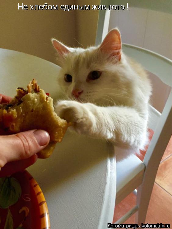 Котоматрица: Не хлебом единым жив котэ !