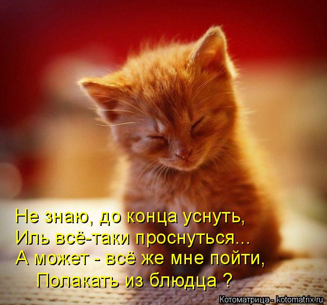 Котоматрица: Не знаю, до конца уснуть, Иль всё-таки проснуться... Полакать из блюдца ? А может - всё же мне пойти,