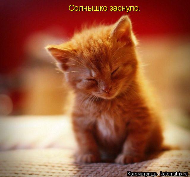Солнышко заснуло.... Котоматрица: Солнышко заснуло.