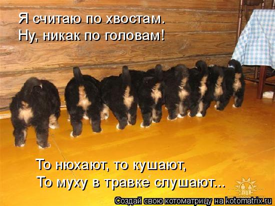 Я считаю по хвостам. Ну, никак по головам! То нюхают, то кушают, То муху в травке слушают...... Котоматрица: Я считаю по хвостам. Ну, никак по головам! То нюхают, то кушают, То муху в травке слушают...