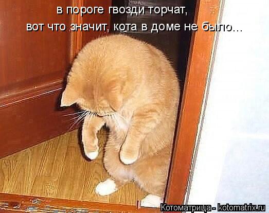 в пороге гвозди торчат, вот что значит, кота в доме не было...... Котоматрица: в пороге гвозди торчат, вот что значит, кота в доме не было...