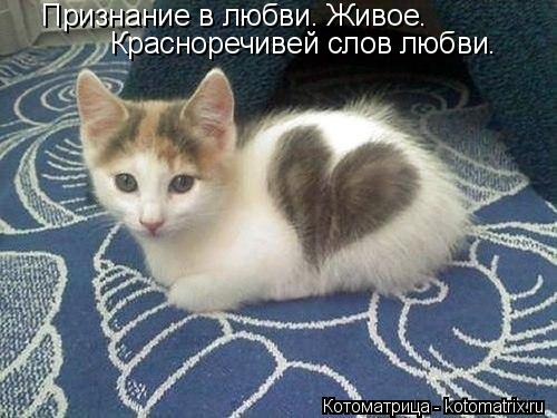 Признание в любви. Живое. Красноречивей слов любви.... Котоматрица: Признание в любви. Живое. Красноречивей слов любви.