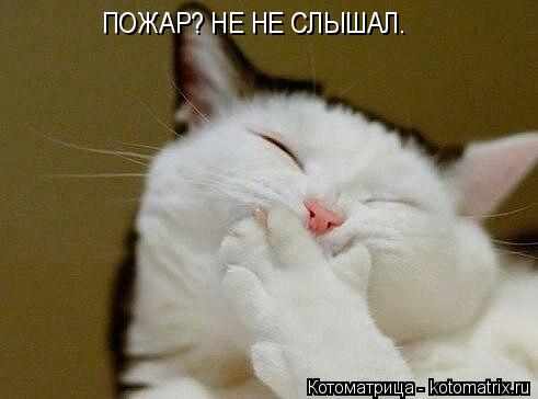 ПОЖАР? НЕ НЕ СЛЫШАЛ.... Котоматрица: ПОЖАР? НЕ НЕ СЛЫШАЛ.