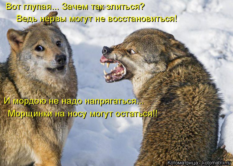 Вот глупая... Зачем так злиться? Ведь нервы могут не восстановиться! И мордою не надо напрягаться... ... Котоматрица: Вот глупая... Зачем так злиться? Ведь нервы могут не восстановиться! И мордою не надо напрягаться... Морщинки на носу могут остаться!!
