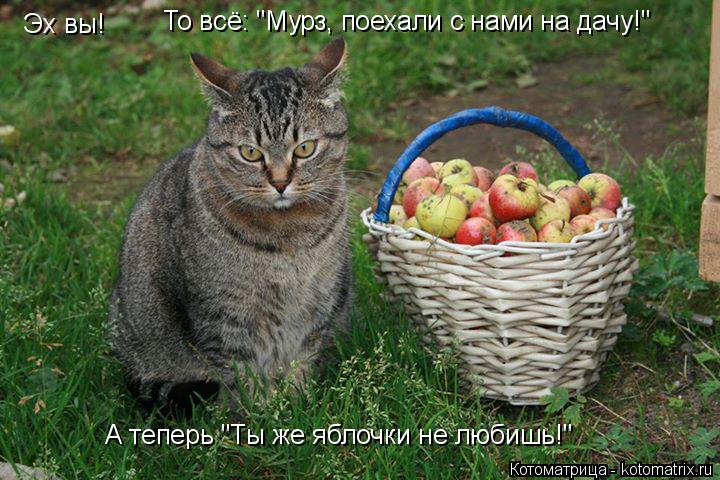 Эх вы! То всё: "Мурз, поехали с нами на дачу!" А теперь "Ты же яблочки не любишь!"... Котоматрица: Эх вы! То всё: "Мурз, поехали с нами на дачу!" А теперь "Ты же яблочки не любишь!"